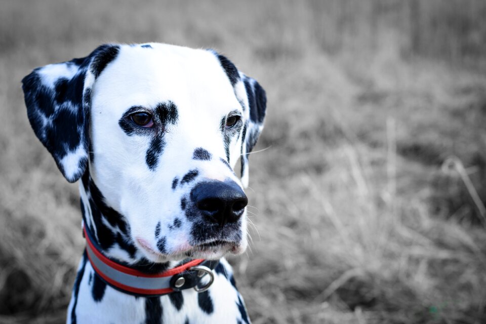 Portrait animal gray dog