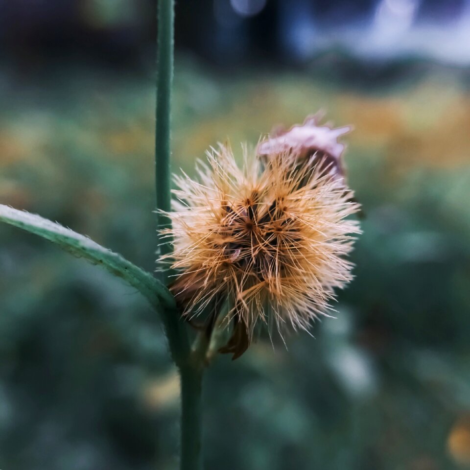 Green carcass the flowers die
