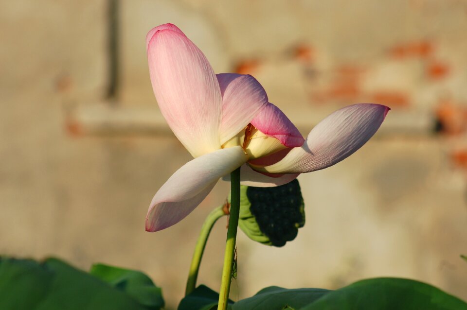 Nature petals summer