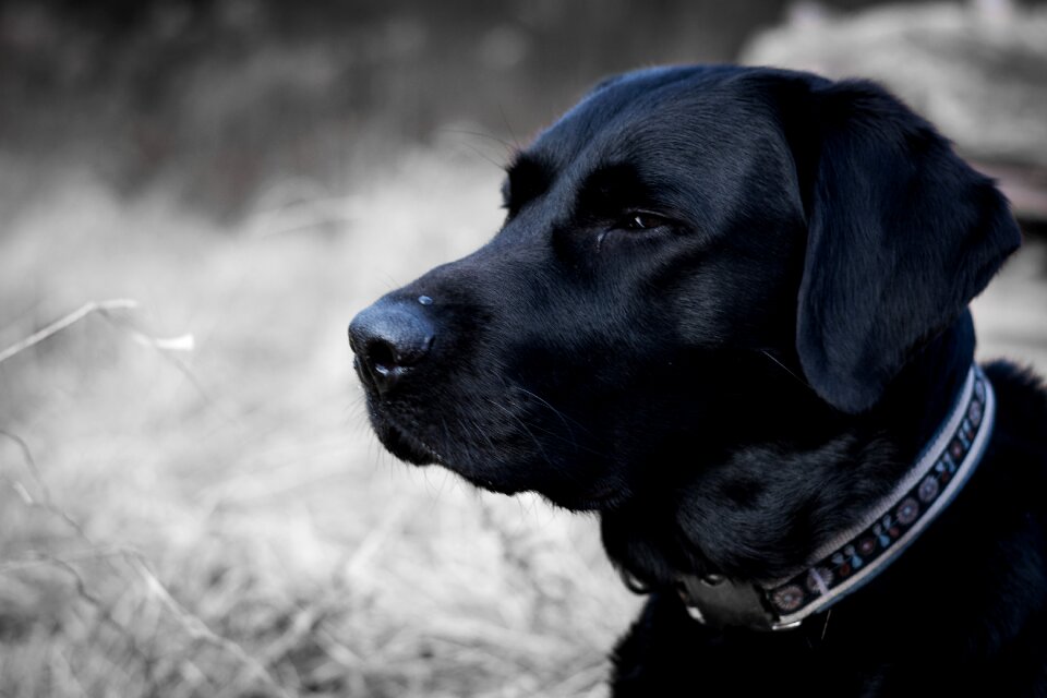 Black and white portrait head