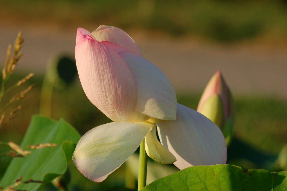 Nature petals summer