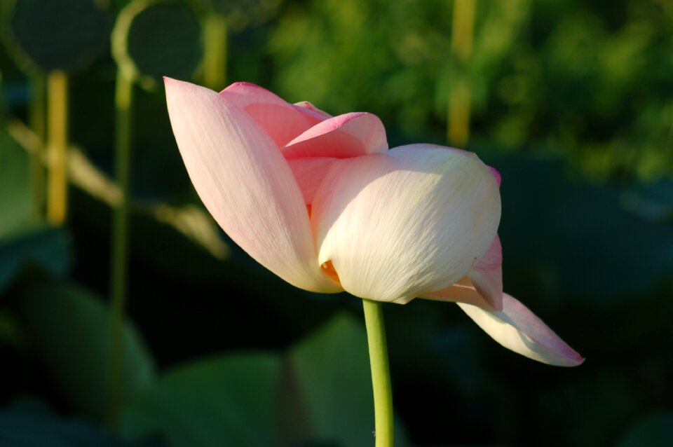Nature petals summer