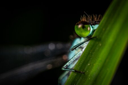Eyes hairs insect photo