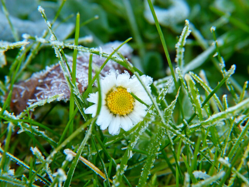 Meadow flower daisies