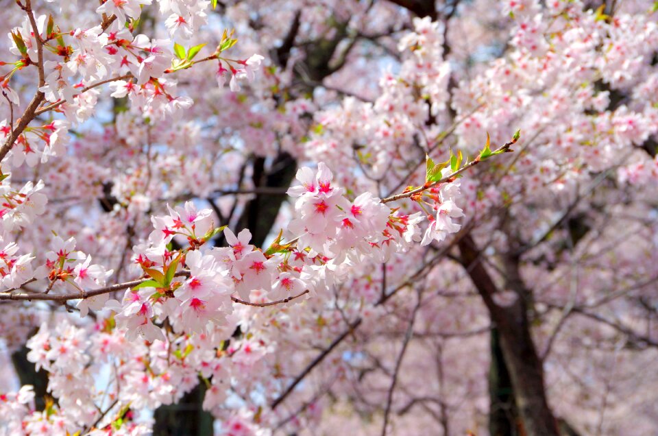 Branch plant cherry blossoms