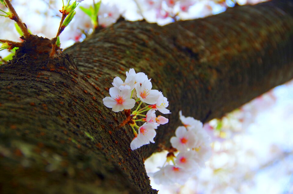 Outdoors cherry blossoms cherry blossom viewing