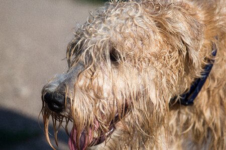Portrait brown fur