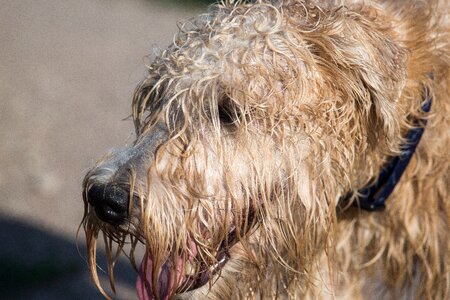 Portrait brown fur photo