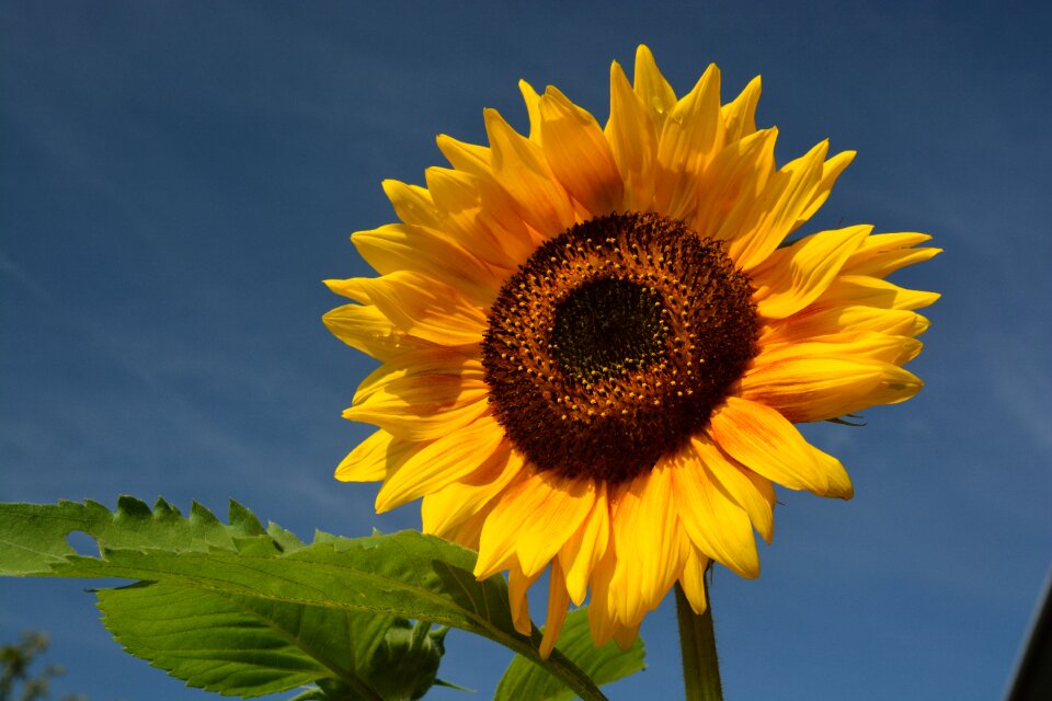 Flower nature blossom