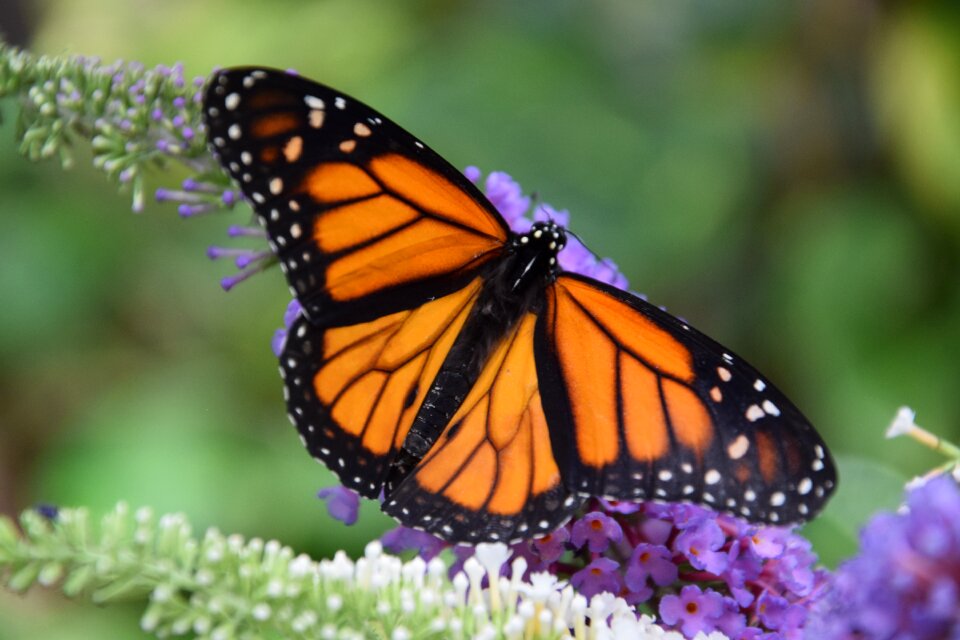 Orange casa delle farfalle the butterfly house