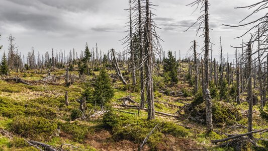 Bark beetles destruction strains