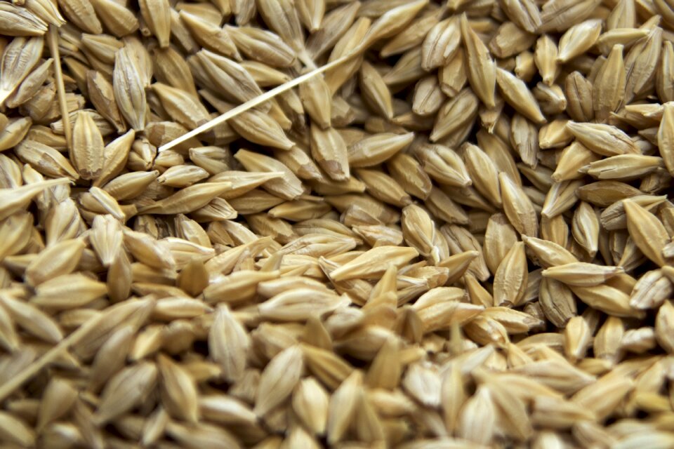 Agriculture harvest grain