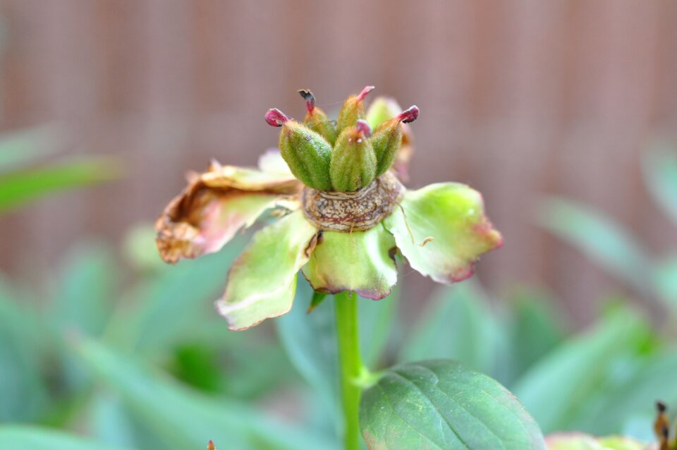 Christmas rose withered christmas rose stems flower core