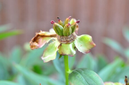 Christmas rose withered christmas rose stems flower core