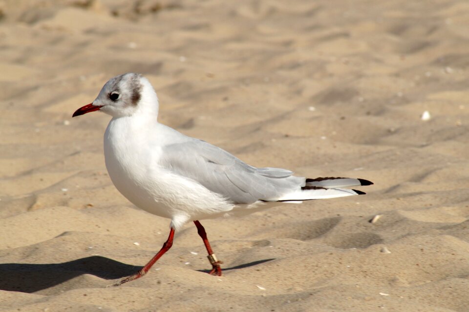 Seagull water bird seevogel