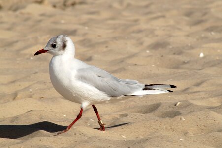 Seagull water bird seevogel