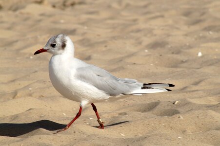 Seagull water bird seevogel photo