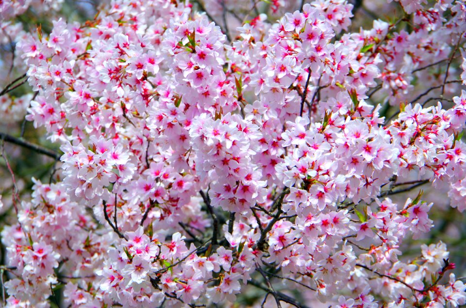Plant seasonal cherry blossoms