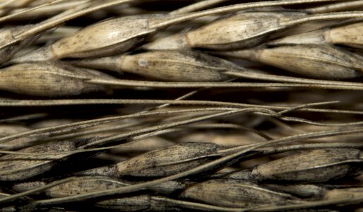 Agriculture harvest grain