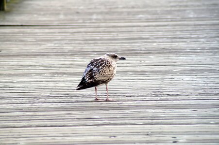 Seagull water bird nature photo