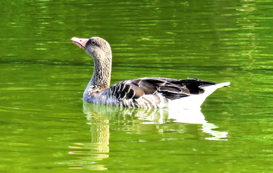 Water bird grey plumage floating
