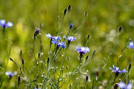 Summer blue meadow photo