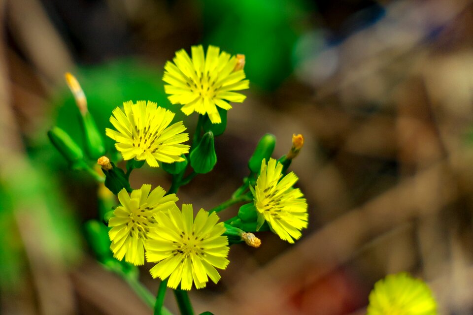 Natural wild flowers bloom
