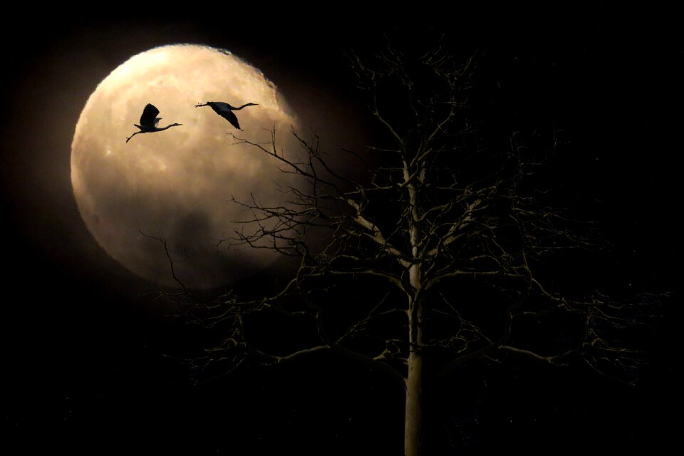 Full moon tree bird