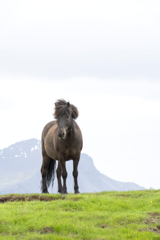 Iceland outdoors wild