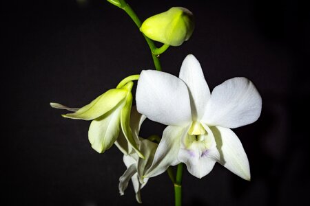 White flower spring photo