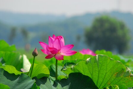 Kite flowers summer