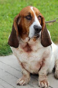 Ears purebred large