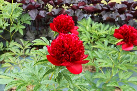 Plant summer peony