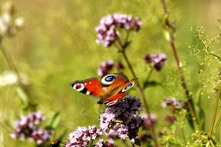 Wing flowers peacock butterfly