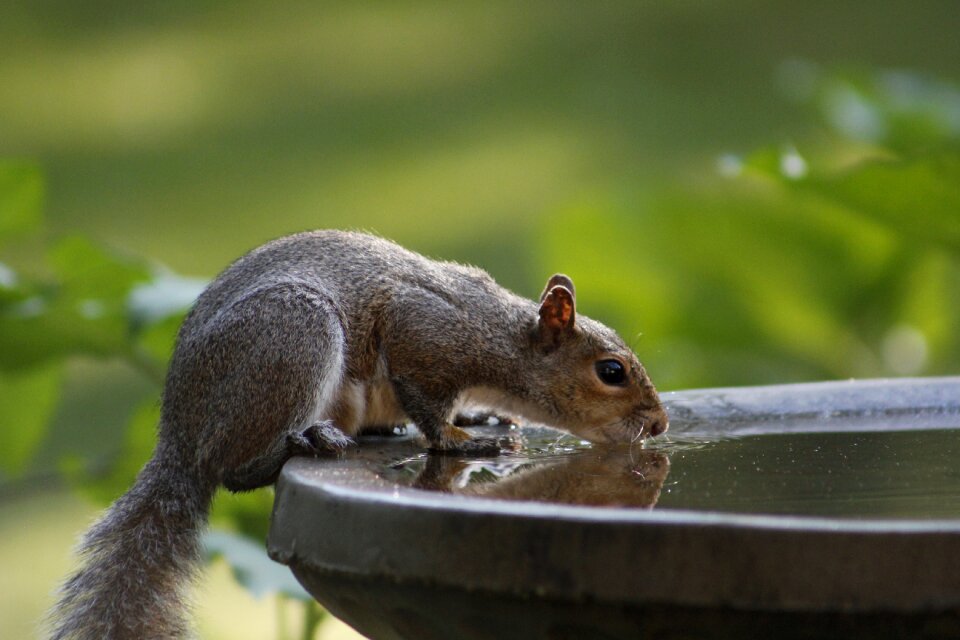 Drinking animal drinking water