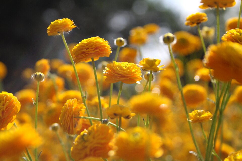 Field summer yellow