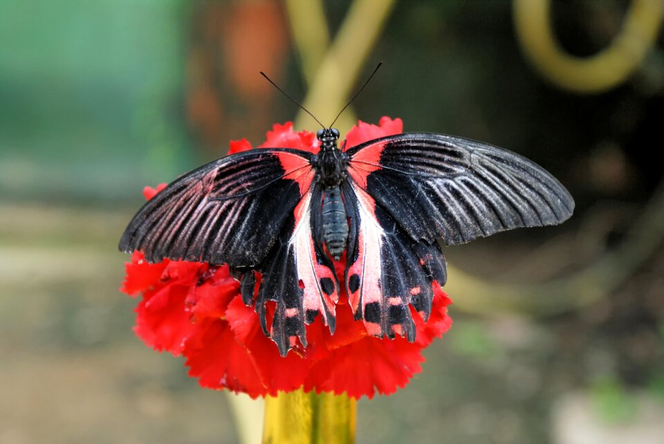 Close up insect flower