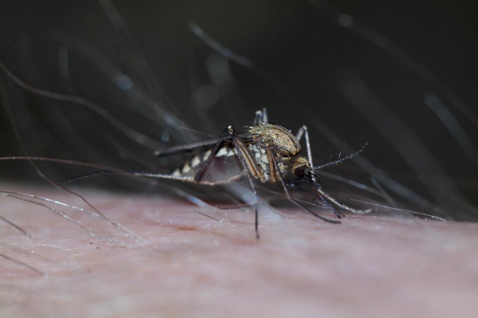 Macro winged insects nature