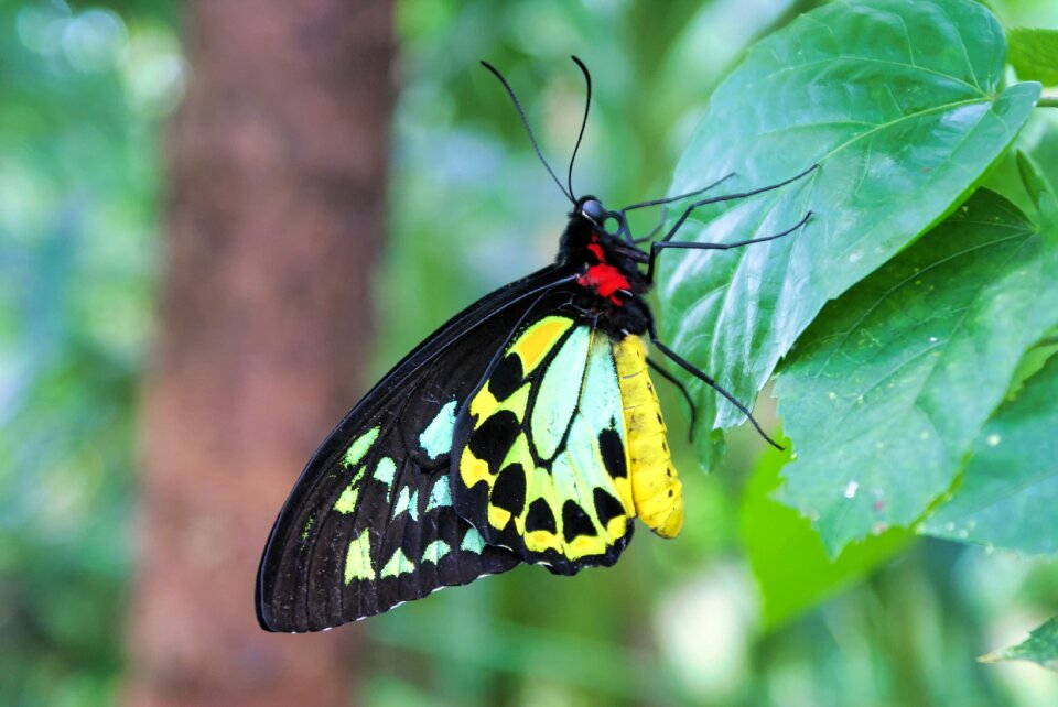 Close up insect plant
