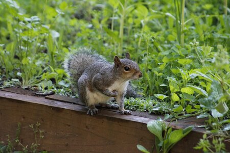Animal nature garden