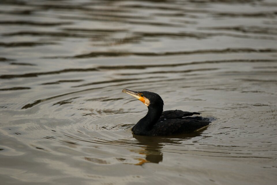 Black swimming pond