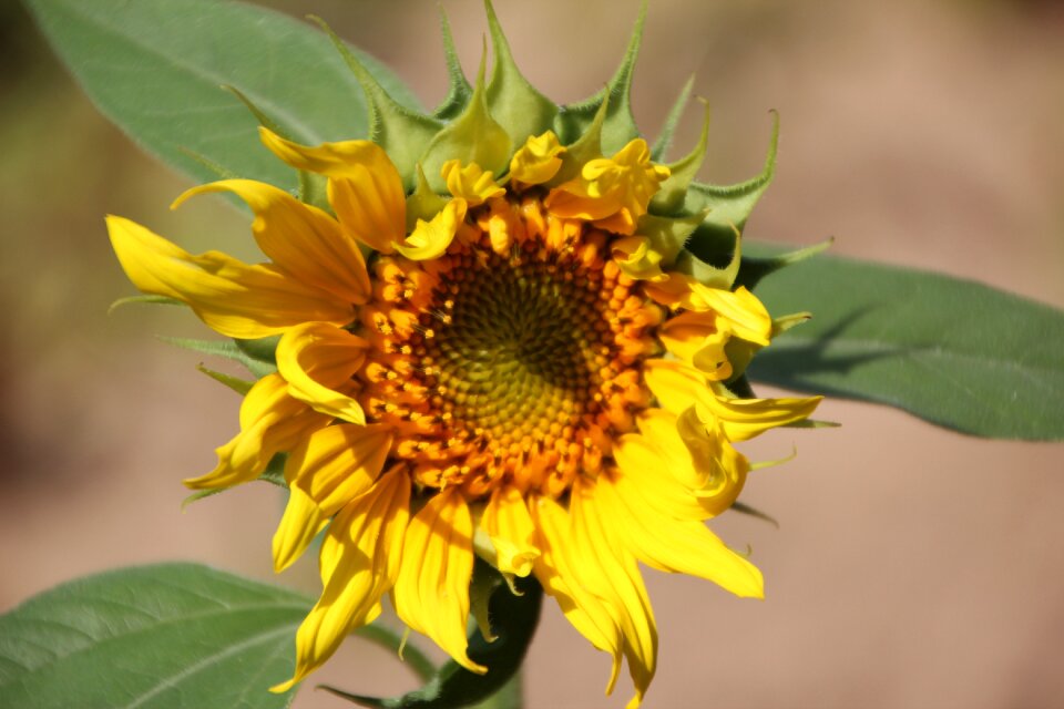 Flower sun flowers sun