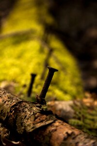 Tree leaf nail photo