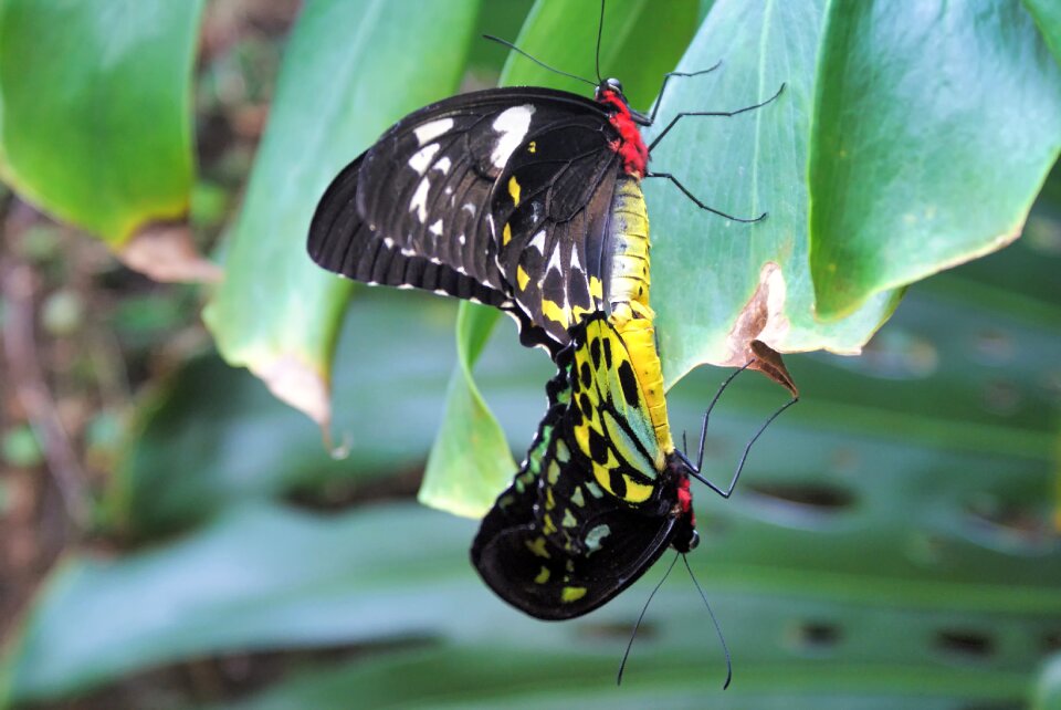 Close up insect plant