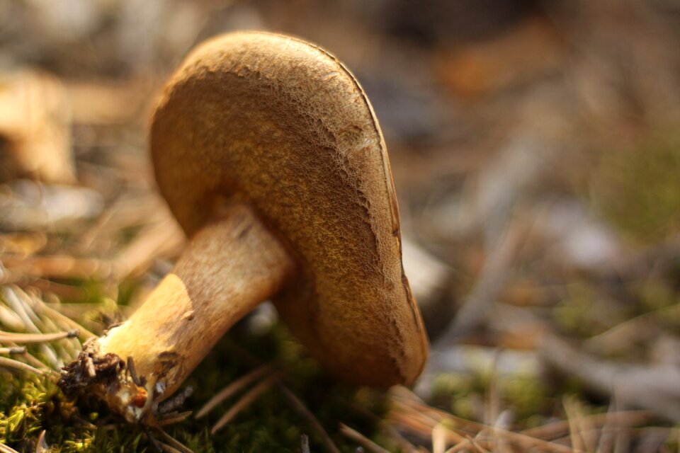 Mushroom forests white