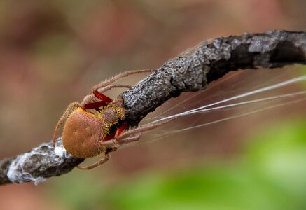Spider web brown tree photo