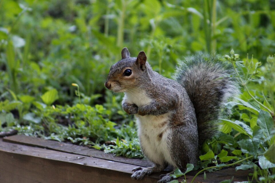Wild wildlife nature