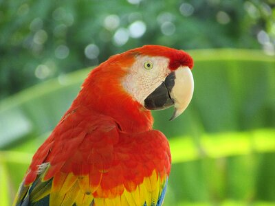 Macaw nature plumage photo