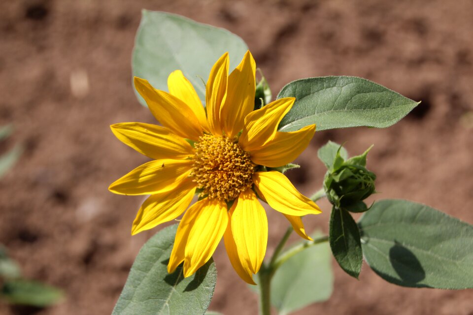 Yellow flower flower sun flowering