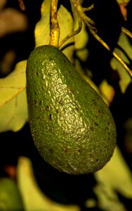 Health fruit green